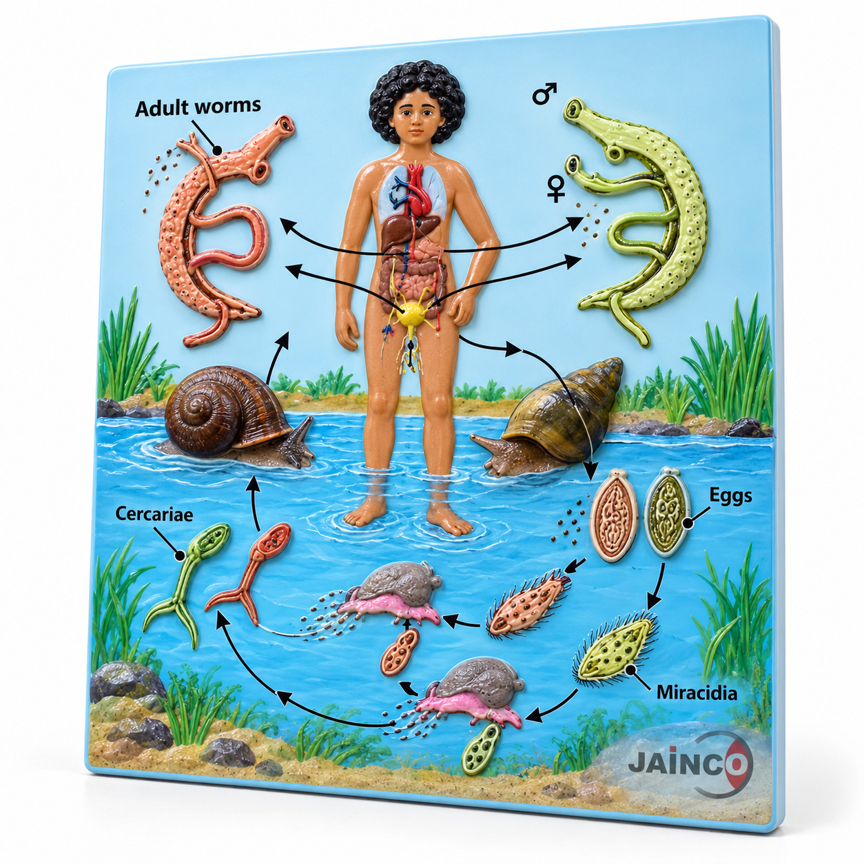 Life Cycle of Schistosoma Species Model